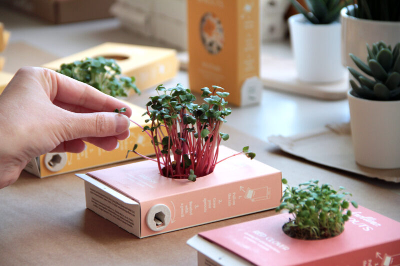 Scrollino Sprouts - Mustard - Image 5
